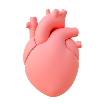 3D Rendered Pink Human Heart Anatomy Model png