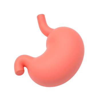 3D Human Stomach Anatomy Model Illustration png