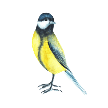 Titmouse bird sitting on the ground. Birds clipart. For postcards, stickers. Hand-drawn watercolor illustration png