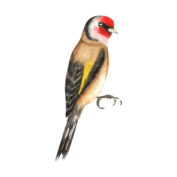 Sitting goldfinch birds. Birds garden clipart. For postcards, stickers, scrapbooking. Hand-drawn watercolor illustration png