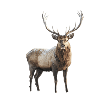 Stag with large antlers stands majestically in a snowy landscape during winter, stag standing in the snow with large antlers, Transparent background, background png