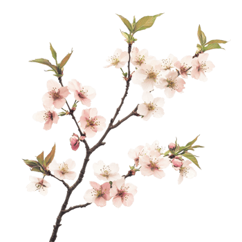 Sakura tree branch adorned with delicate flowers against a serene Transparent background, sakura tree branch flower White background png