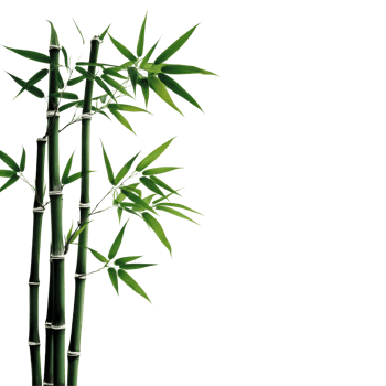 Closeup of bamboo stalks with vibrant green leaves on a clean Transparent background, This background file is a close-up a bamboo branch, background png