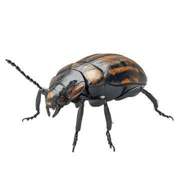 detailed 3D model of ground beetle showcasing its intricate features and vibrant colors. This realistic representation highlights beetle unique anatomy and texture png