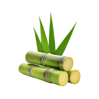 Sugarcane with leaf on transparent background png