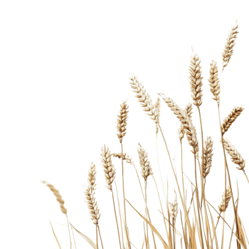 Wheat field with tall golden stalks against a minimalist Transparent background, Wheat field png