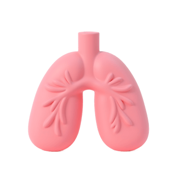 Pink Lungs 3D Model Medical Illustration or Decorative Object png