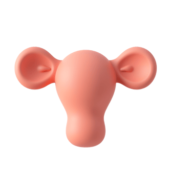 3D Rendered Uterus Model Peach Color Medical Illustration png