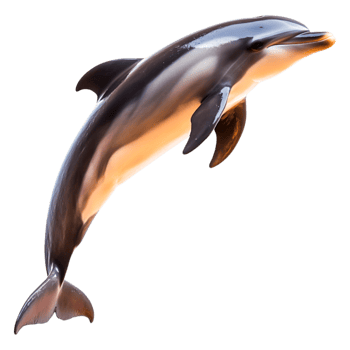 Dolphin Jumping Out of Water with Stunning Splash and Blue Background png