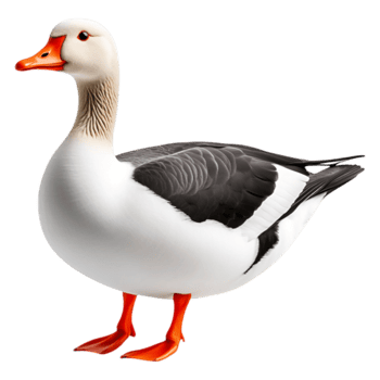Detailed Portrait of a Domestic Goose Standing Gracefully in Profile png