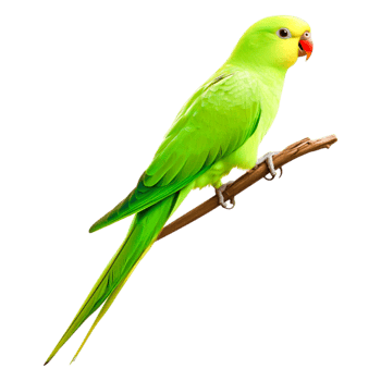 Vibrant Green Parrot Perched on Branch in Natural Habitat png