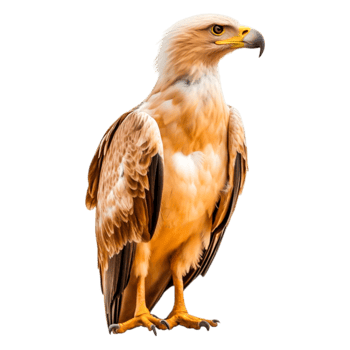 Majestic Eagle Standing Proudly on a Rock with Bright Feathers png