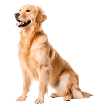Golden Retriever Sitting Proudly with Joyful Expression and Fluffy Fur png