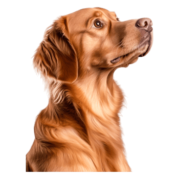 Golden Retriever Portrait with Soft Fur and Gentle Expression png