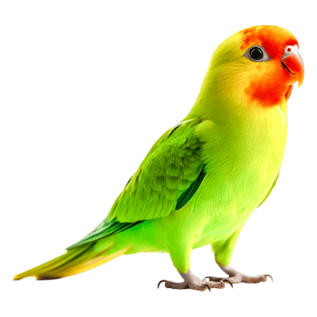 Colorful Lovebird Perched on a Branch with Bright Green Feathers png