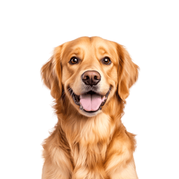 Happy Golden Retriever with a Joyful Expression and Fluffy Fur png