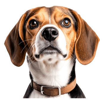 Portrait of a Beagle with Expressive Eyes and Floppy Ears png