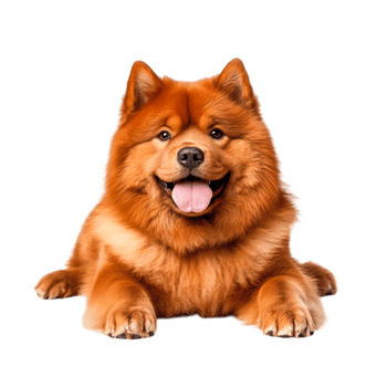 Fluffy Red Dog Relaxing on a Solid Background with a Happy Expression png