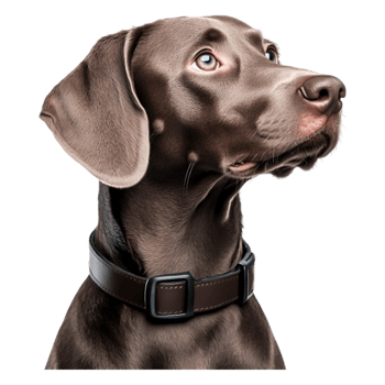 Portrait of a Curious Brown Dog with Smooth Fur and Expressive Eyes png