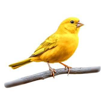 Bright Yellow Bird Perched on Branch, Captivating Nature Display png