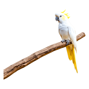 Bright Yellow-Crested White Cockatoo Perched on a Branch png