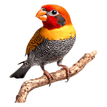 Vibrant Bird with Orange and Yellow Feathers Perched on Branch png
