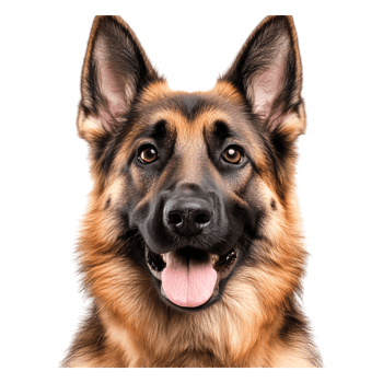 Friendly German Shepherd Dog Showing Tongue and Smiling Expression png