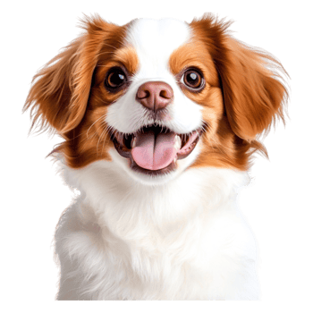 Happy Cavalier King Charles Spaniel Smiling with Joyful Expression png