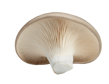 fresh oyster mushroom on isolated background, edible gourmet fungus with delicate gills, organic vegetarian ingredient, close-up of pleurotus ostreatus, healthy natural food png