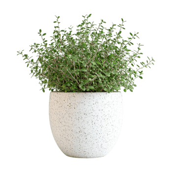 a potted plant on a transparent background png