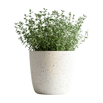 a plant in a pot on a transparent background png