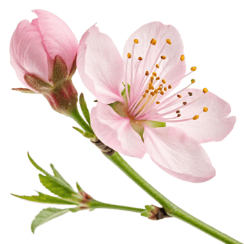 A delicate pink cherry blossom with five soft petals and a fresh green stem. The flower is vibrant png