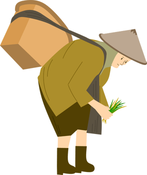 A female farmer harvests rice clipart png