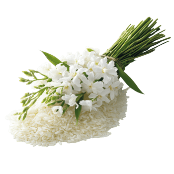 Beautiful bouquet of Thai jasmine rice complemented by delicate white flowers on a bright background, Transparent background file a bouquet Thai jasmine rice png