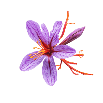 Vibrant saffron flower with purple petals and orange stigmas on a Transparent background, Saffron isolated on background png