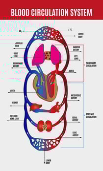 Human circulatory system. vector
