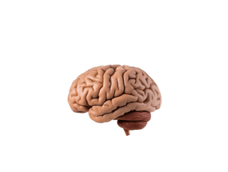 Anatomical depiction showcasing the complex structure of human brain in intricate details png