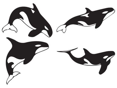 funny Orca Whale Silhouette in Various Styles vector