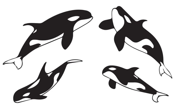 Orca Whale Silhouette in Various vector