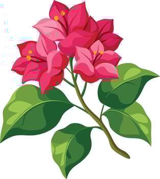 Vibrant bougainvillea flowers, bright pink petals, yellow stamens, lush green leaves, botanical illustration vector