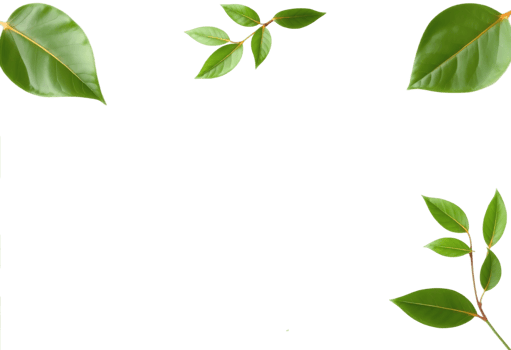 Green leaves transparent png