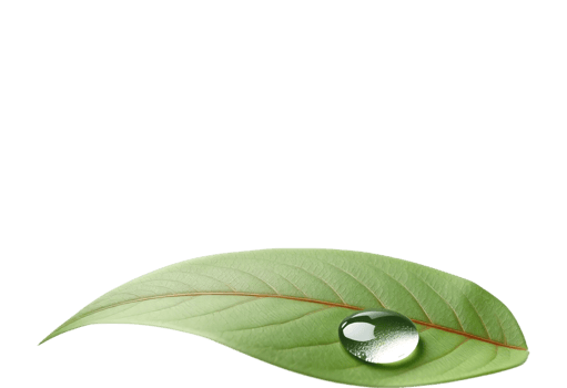 A green leaf with a drop of water with Transparent Background png
