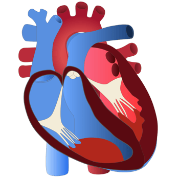 Illustration of human heart for science png