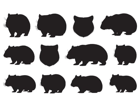 WOMBAT SILHOUETTE ON WHITE BACKGROUND vector