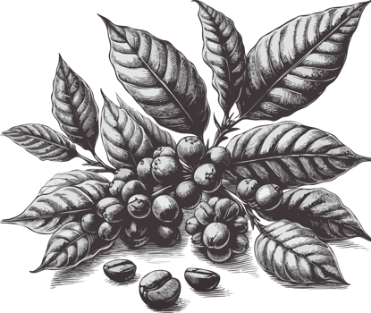 Design elements for cards, banners, posters, logo, Coffee beans on the branch. Hand drawn. Coffee Plant png