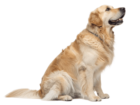 Golden retriever sitting and looking up studio setting pet photography close-up canine expression png