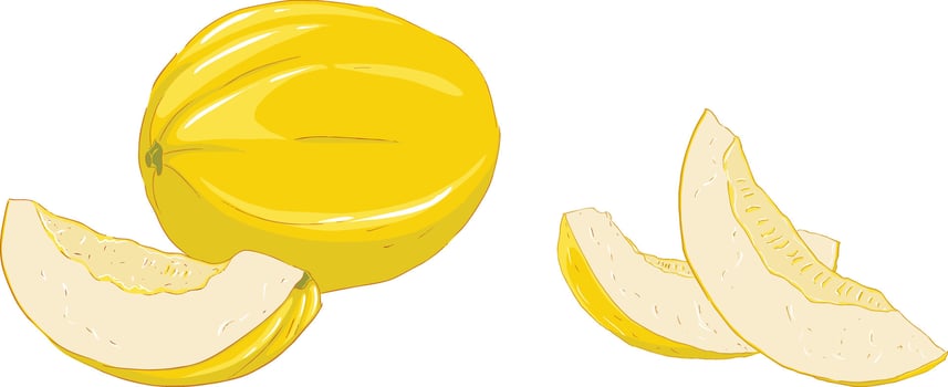 Illustration of a melon whole and in pieces vector