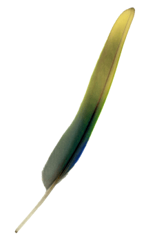 A flight feather of a green parrot. Cut out on a transparent background. png