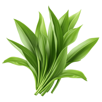 Green Plant Leaves on Transparent Background png