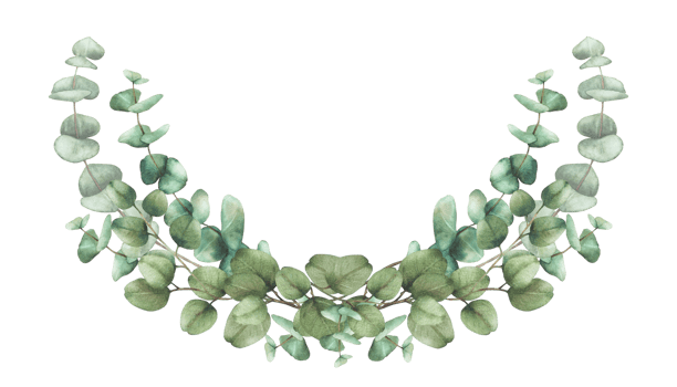 Eucalyptus plant bouquet Greenery Watercolor semicircular composition. Green silver dollar tree branches with round leaves. Hand drawn illustration for wedding, baptism card isolated from background png